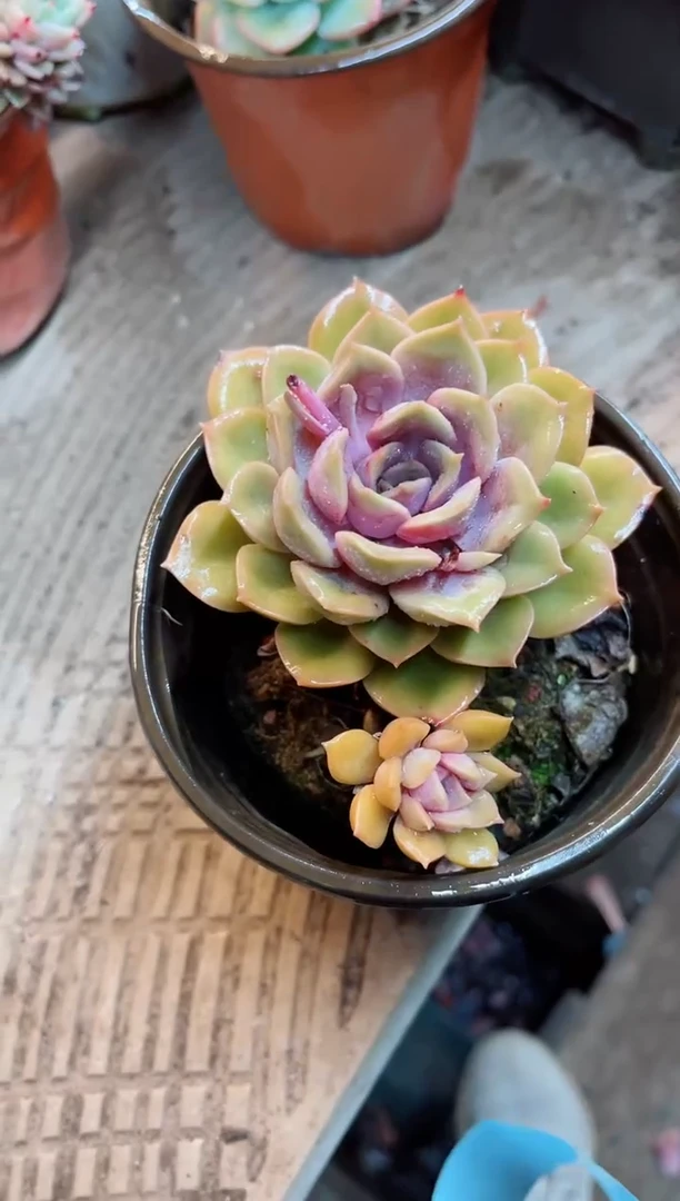 【闪购商品】06040