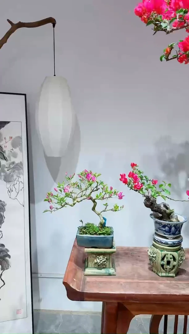 无花朵梅*三角梅小叶紫