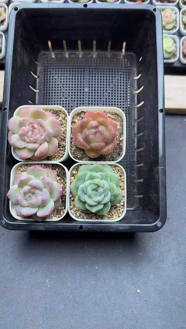 珍妮杂交多肉B173