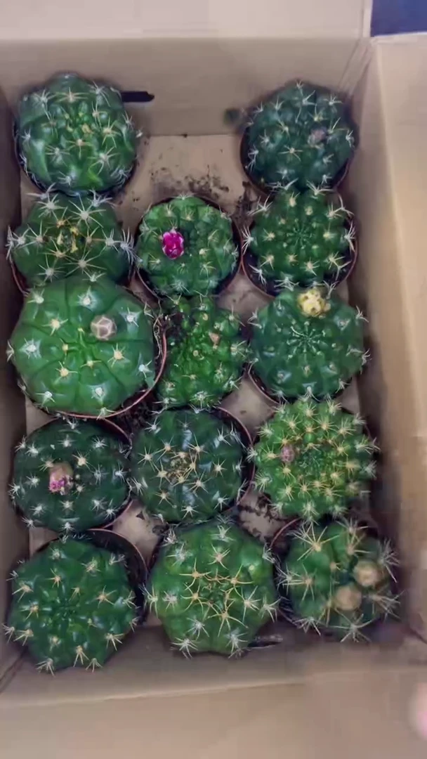 大号 美花海王【实生根】