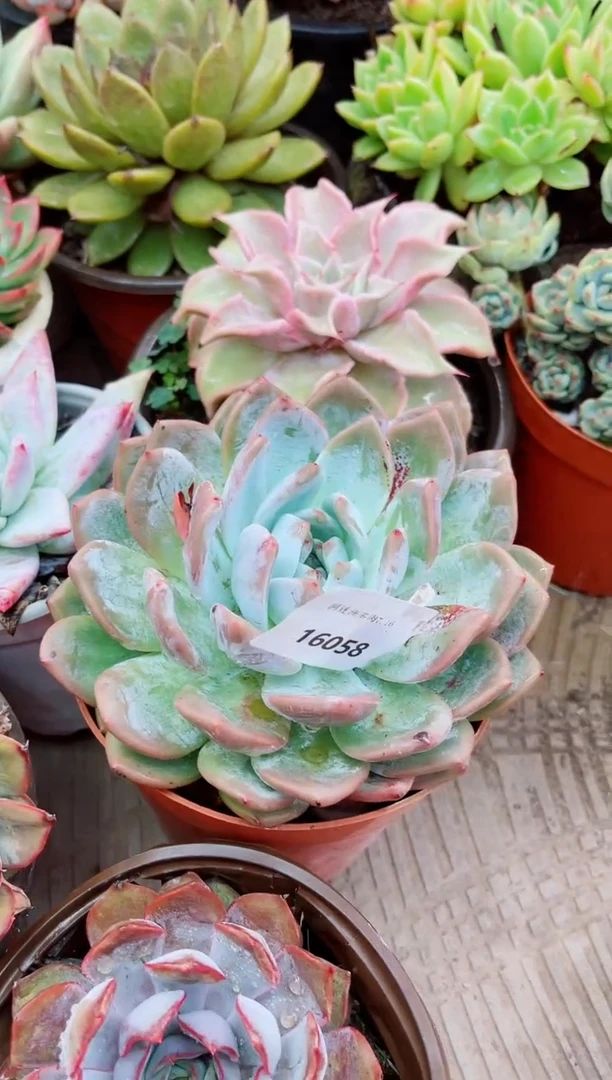 真*16053多肉植物一物一拍