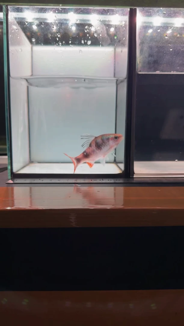 海水鱼红尾绿荧光