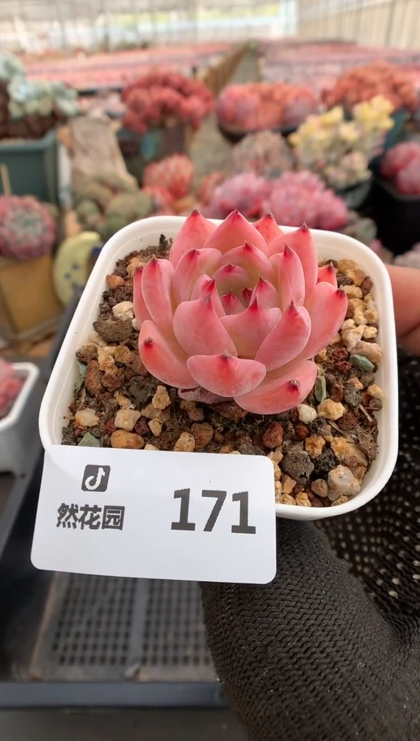 171白桃一物一拍