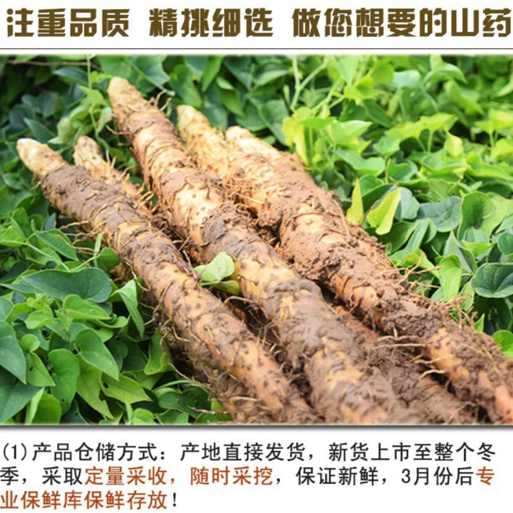 河南焦作温县正宗垆土铁棍山药新鲜营养香甜粉糯可煮粥