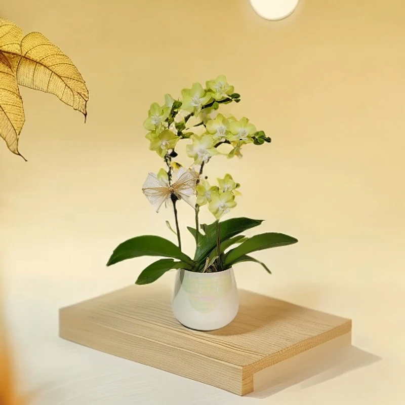 【薄荷糖】蝴蝶兰 好养耐养花期长 苗情优质 基地直发