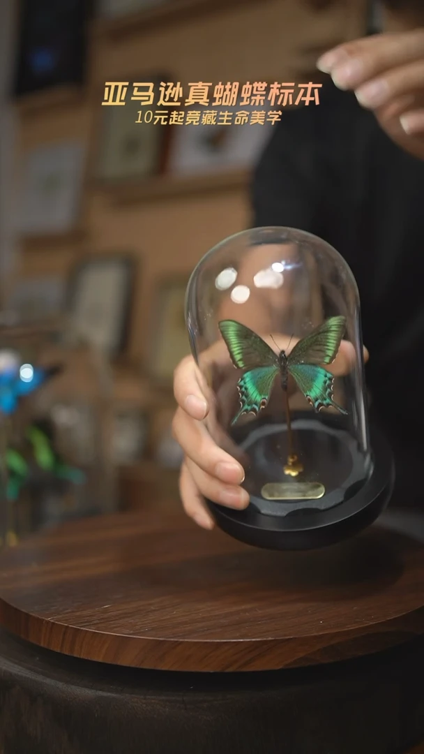 绿带翠凤蝶春型小号玻璃罩