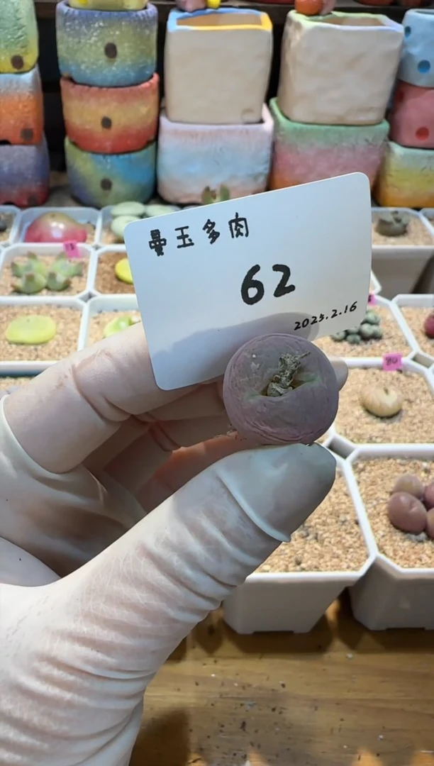 【闪购商品】25.2.16-62