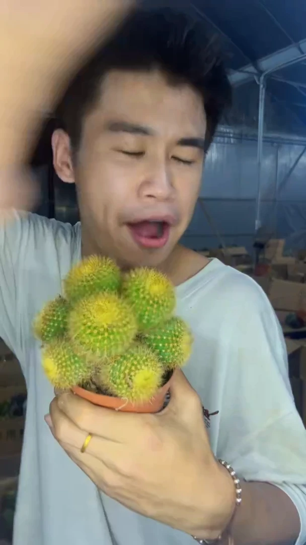 多头 粉花 黄彩玉【带根】