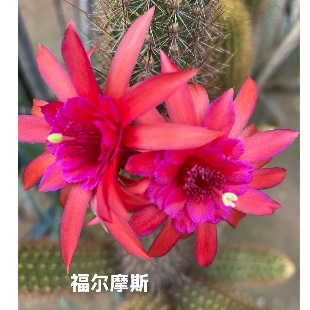 满十八元包邮【福尔摩斯大金妞仙人球】