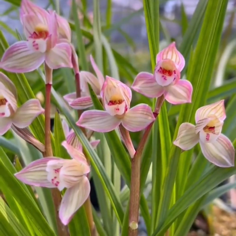 春剑典荷带花苞浓香兰花苗客厅阳台办公室绿植花卉盆栽植物好养