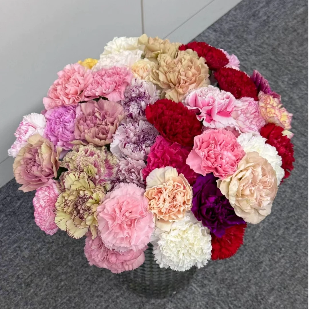 【康乃馨】优质混色康乃馨母亲节首选云南鲜花优质鲜切花水培鲜花
