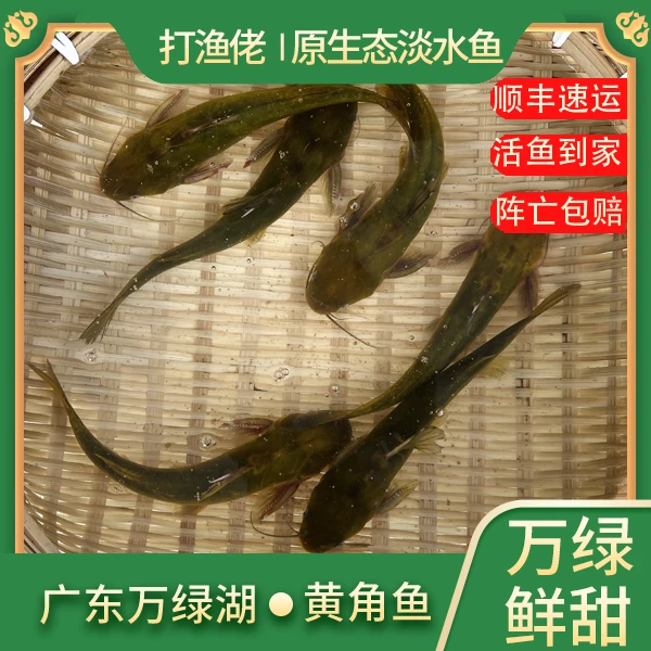 万绿湖打渔佬原生态黄颡鱼河鲜活发/现杀顺丰冷链清蒸