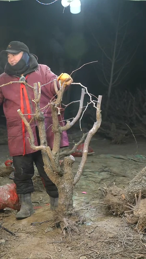 完全开放枣树1436