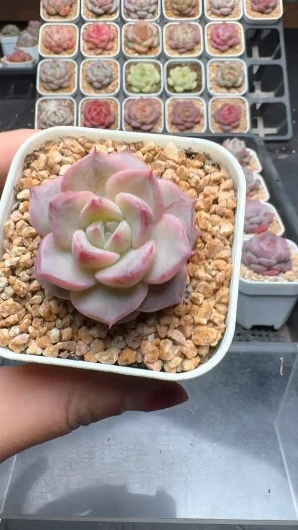 【闪购商品】892号珍妮多肉一物一拍3单包邮