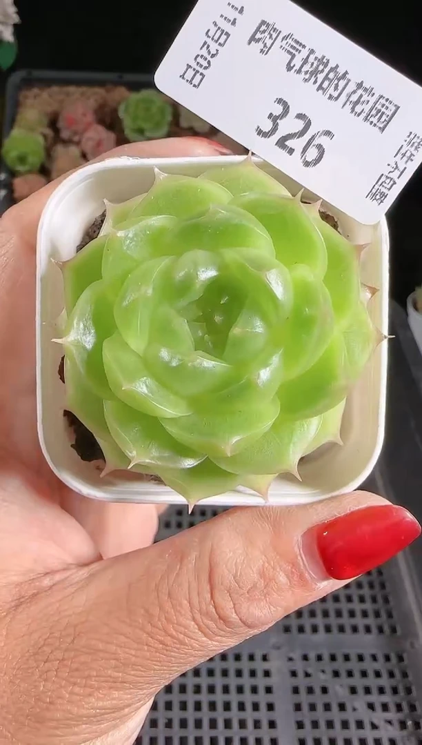 1120-326p3-71群生不包整