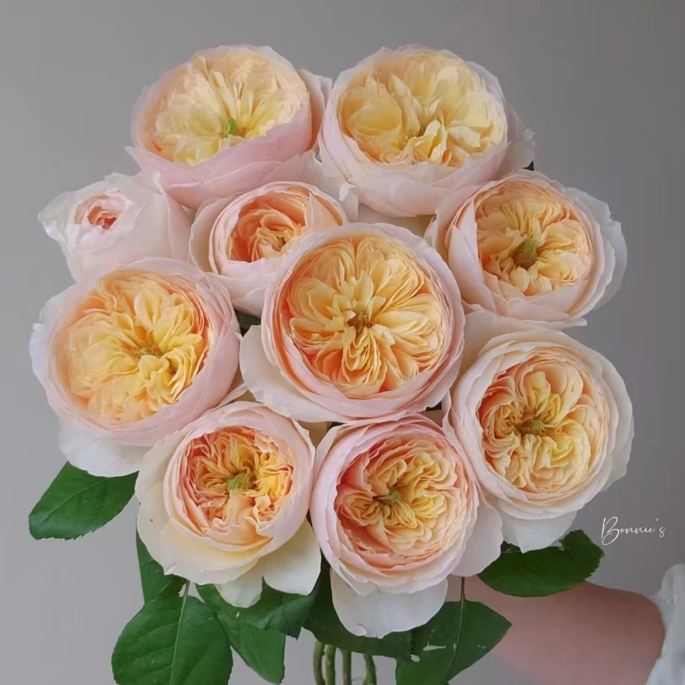 单头朱丽叶玫瑰鲜切花花期长云南基地直发顺丰