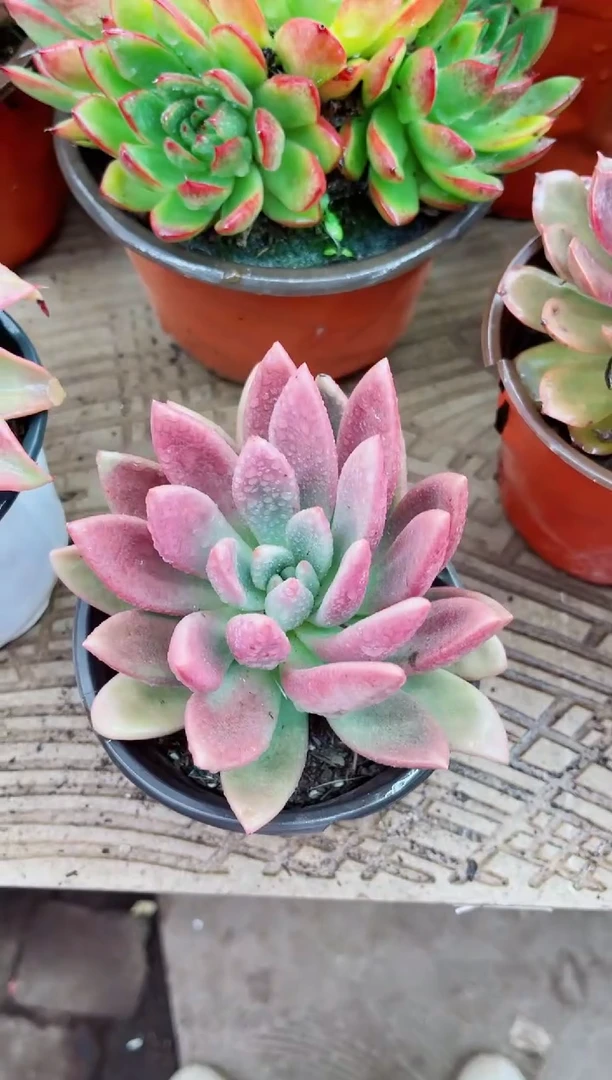 差****人30043多肉植物一物一拍