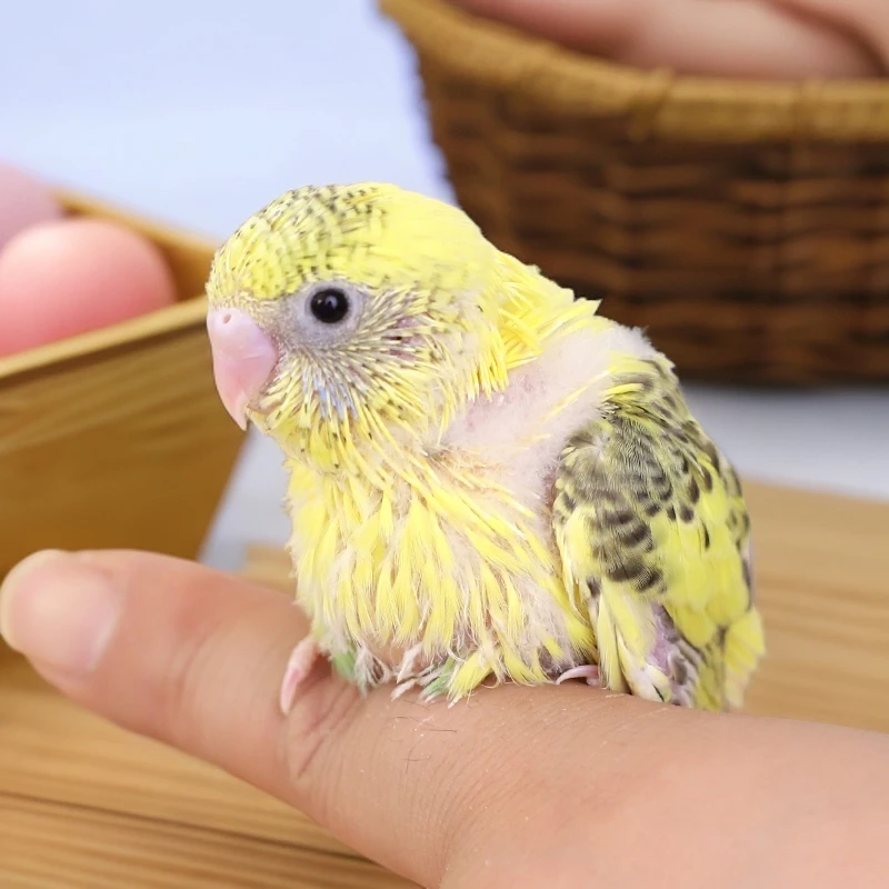 【雏鸟-1只】虎皮鹦鹉雏鸟半毛断奶小鸟真正手养虎皮鹦鹉可学说话