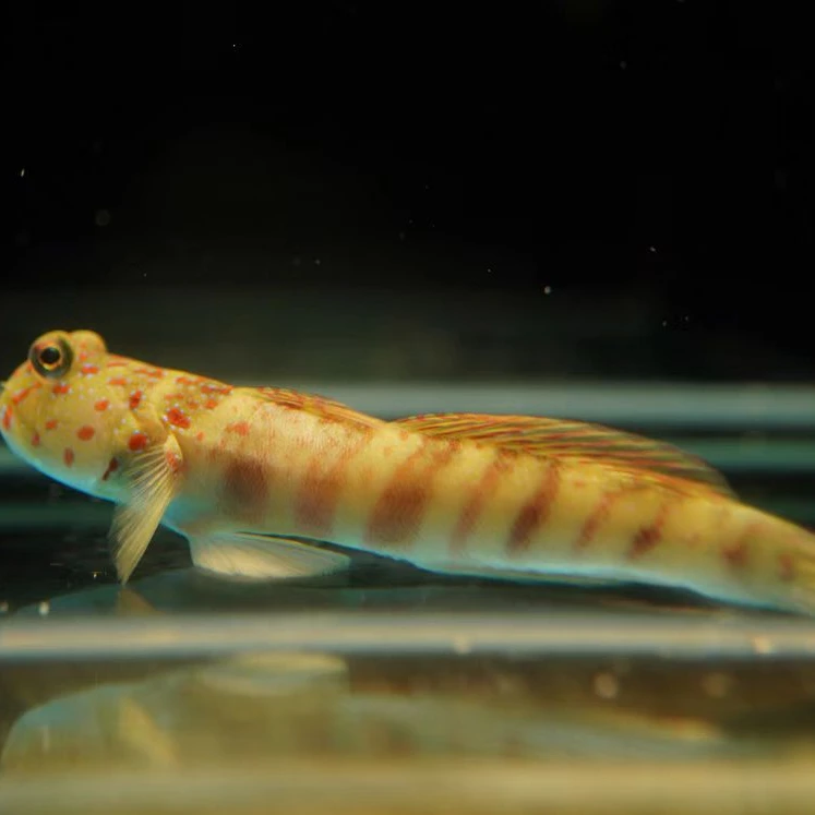 海水观赏鱼 橙点虾虎