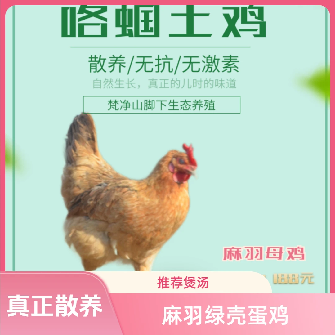 土鸡贵州梵净山散养本地正宗土鸡（八年生态散养坚守）