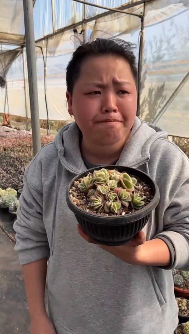 【闪购商品】9-小号冰玫瑰锦带盆土9.99