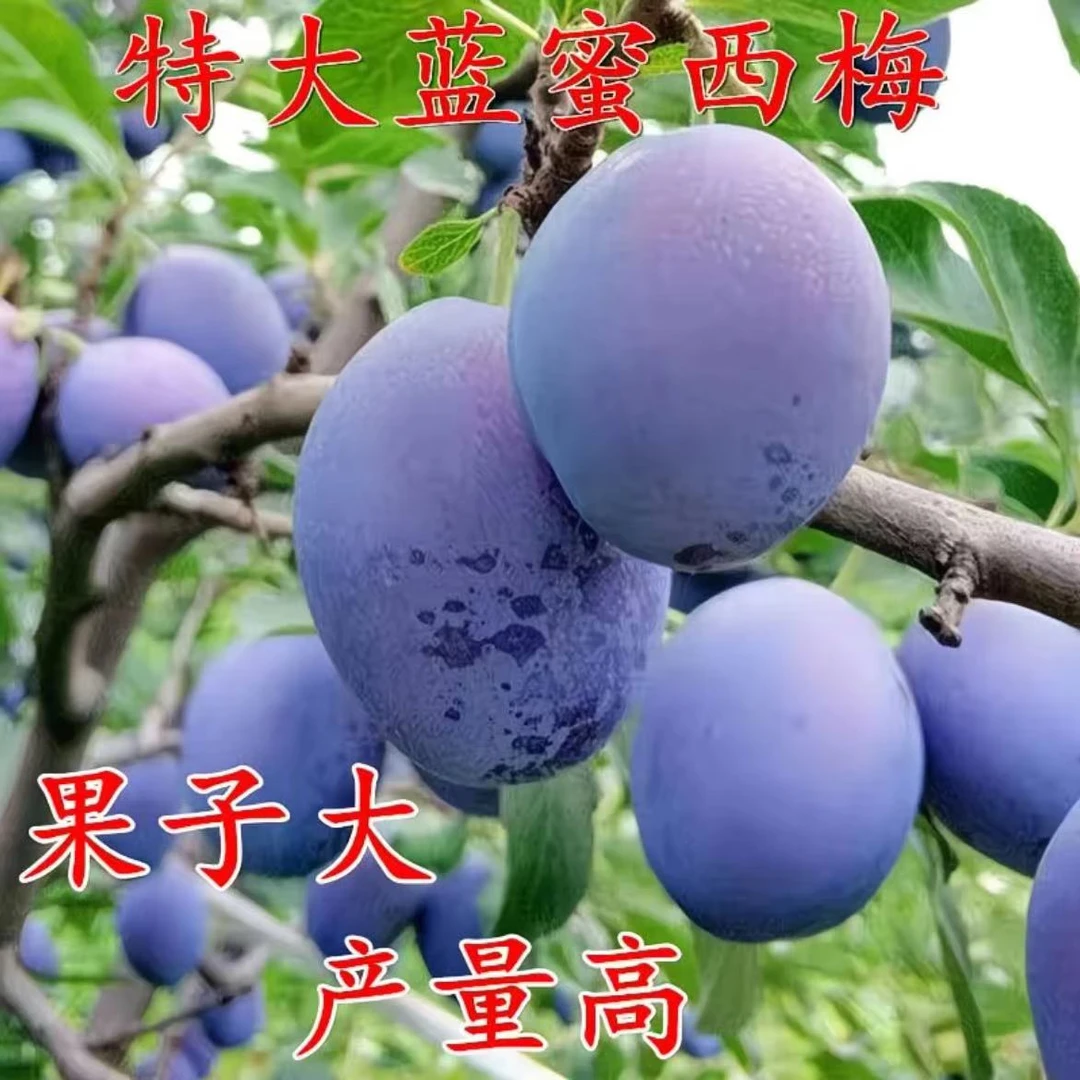 蓝蜜西梅李子树苗盆栽地栽南北方种植抗寒耐高温