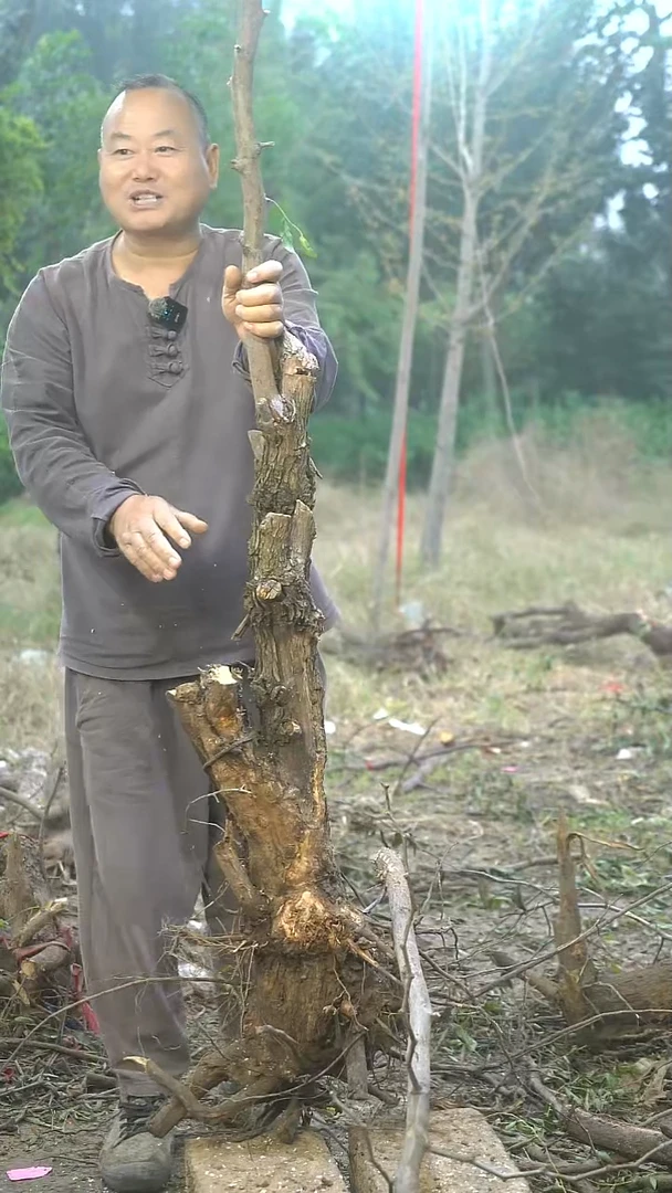 完全开放枣树0016