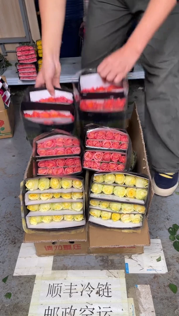 奶油杯20枝+朱小姐20枝+火灵鸟20枝