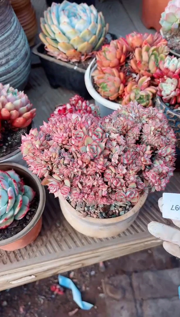 【闪购商品】21097