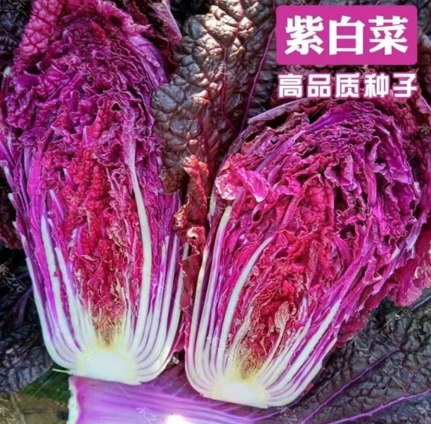 【紫白菜种子】四季种植盆栽地栽阳台小院种植
