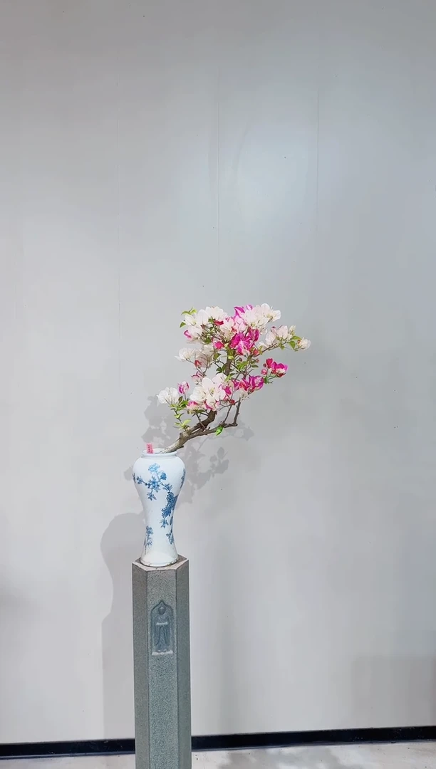 【闪购商品】盆景椰子冰