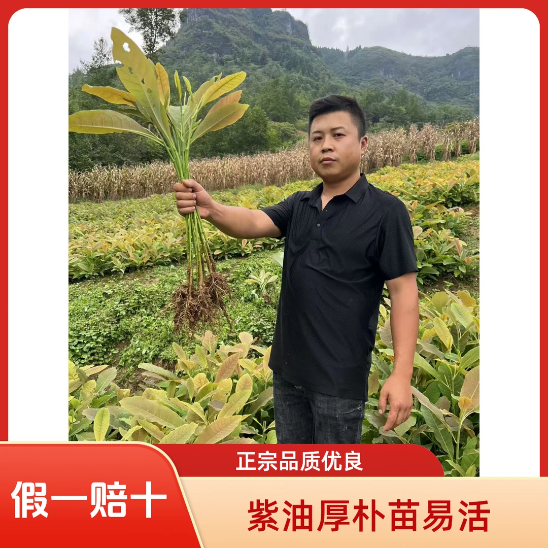 紫油厚朴树苗耐寒易成活药用厚朴苗正品