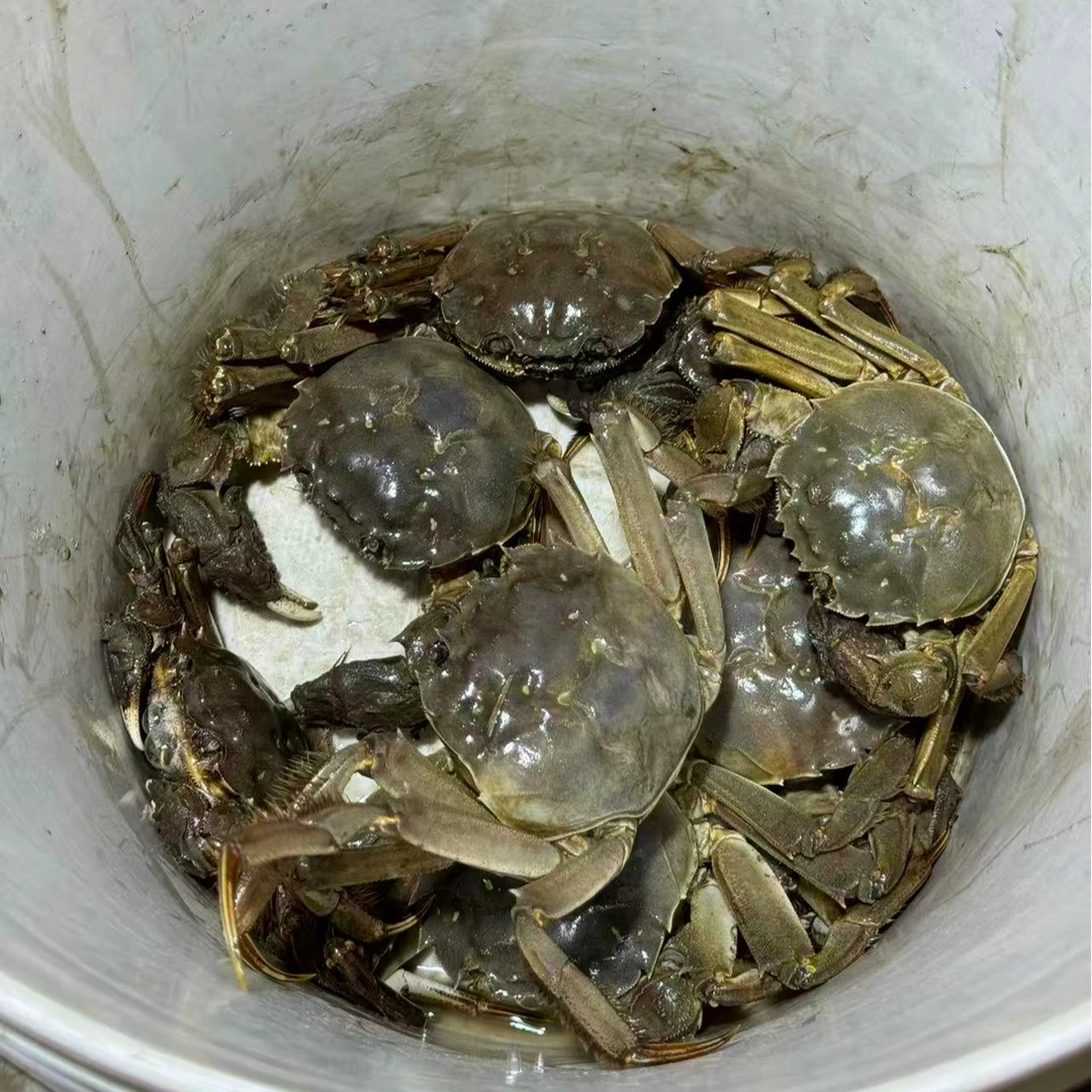 丢小脚 公4.5两-母3.5两  6-8-10只