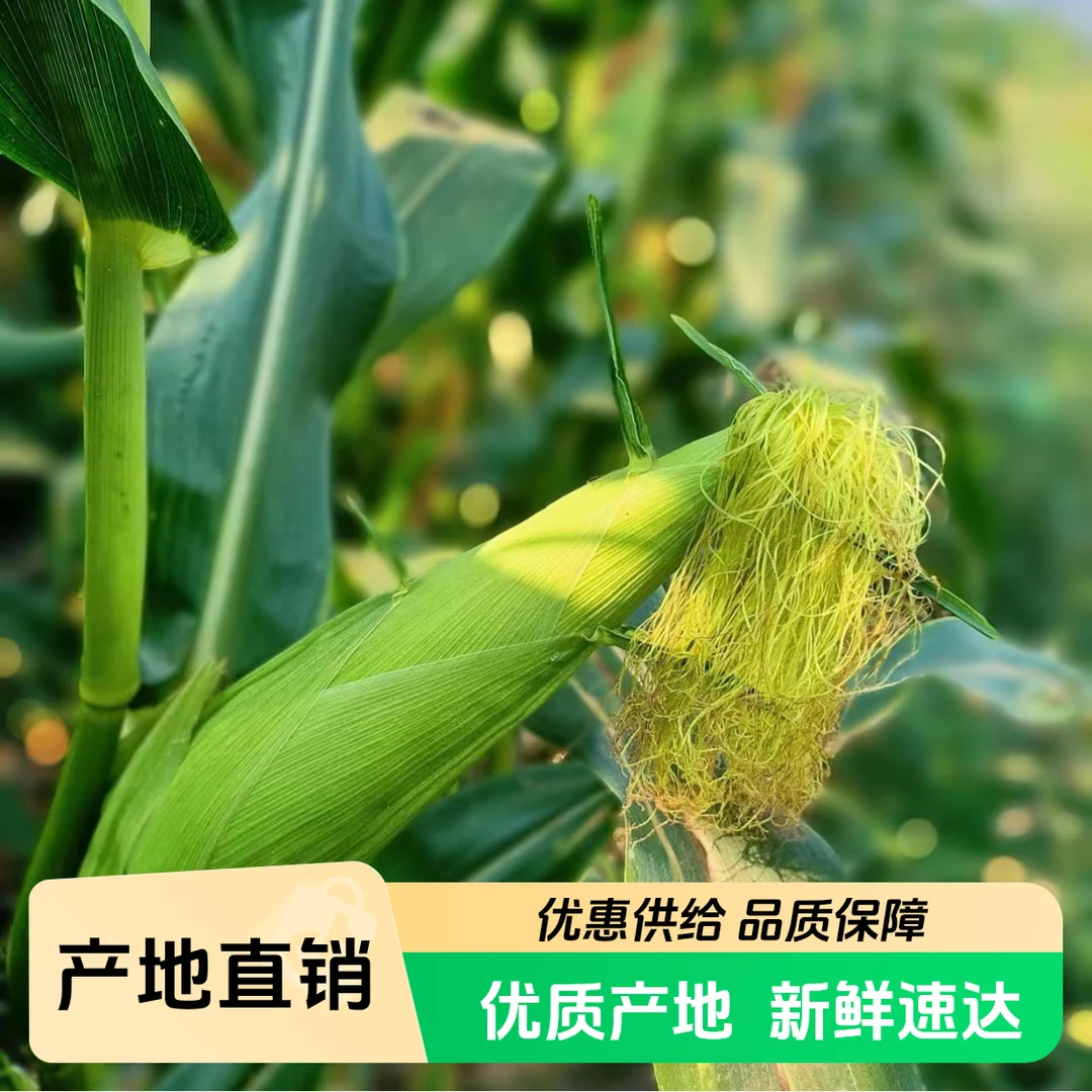 海南甜糯包谷又甜又糯包谷净重3/5/9斤去头去尾发货顺丰包邮新鲜海南省