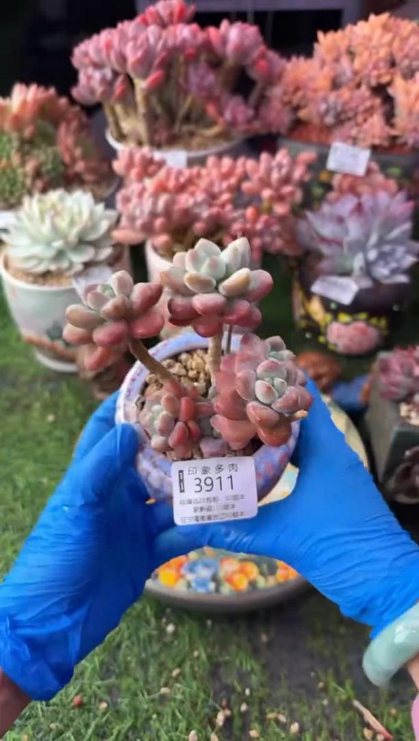 昆明印象多肉3911