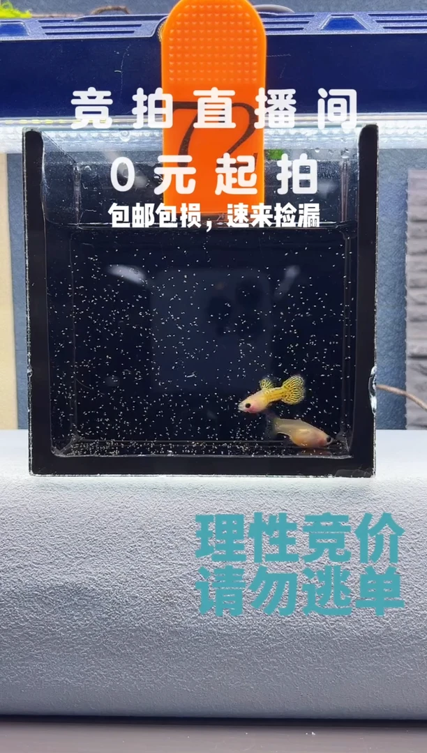 孔雀鱼黄蕾丝玻璃猫一对编号72