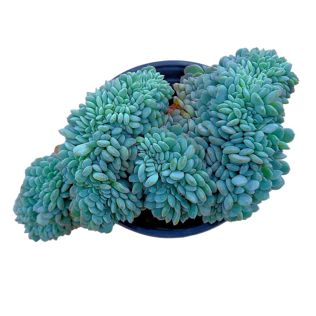 【白胖子缀化】【满9.9包邮】星花怒放阳台露天办公多肉植物在栽种养