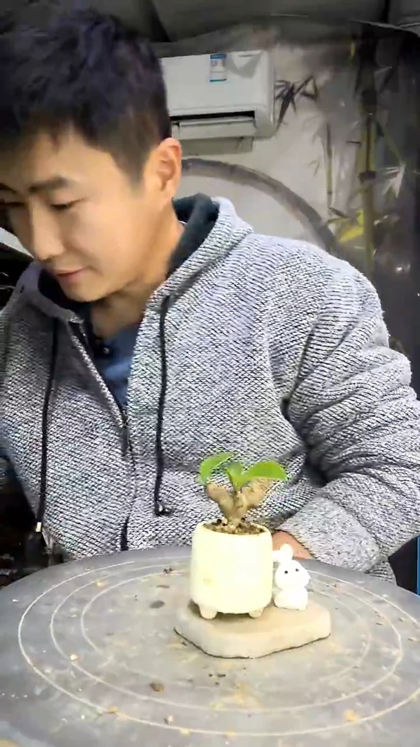 糖*果中青园艺一物一拍花448