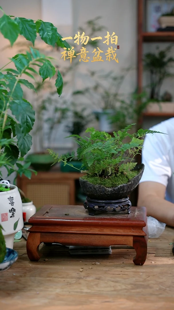 不开花植物喜****r狼尾蕨122