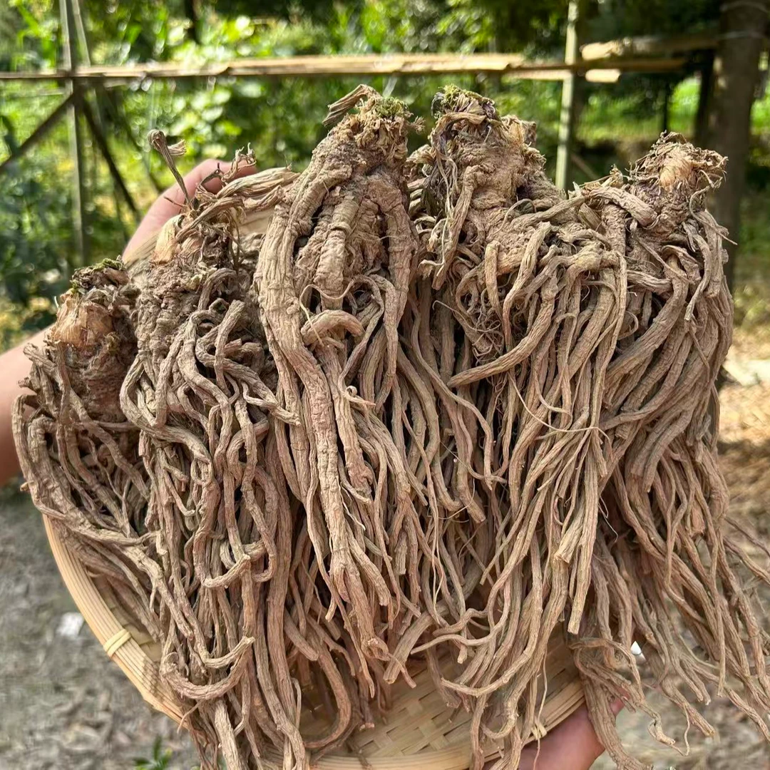 精选大颗深山甜当归