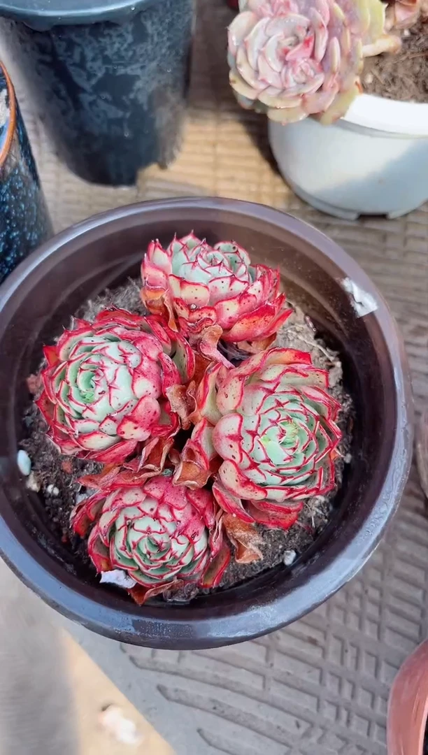 【闪购商品】23398