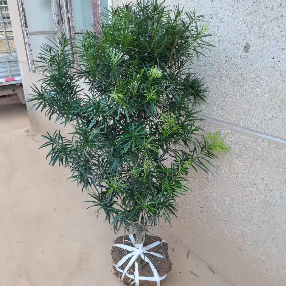 罗汉松四季常青耐寒耐热庭院别墅阳台盆栽地栽南北方均可种植