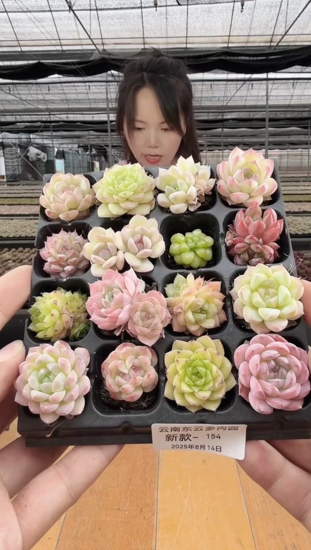 东云多肉园新款-154