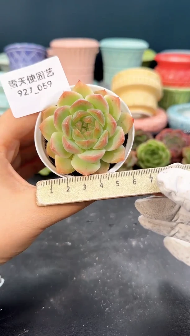 927-059青山（冠幅5cm）