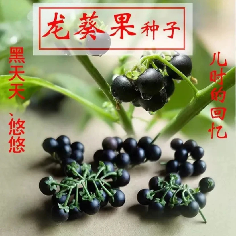 【龙葵种子】黑悠悠黑悠悠小燕悠春夏秋四季蔬菜水果种籽盆栽种孑
