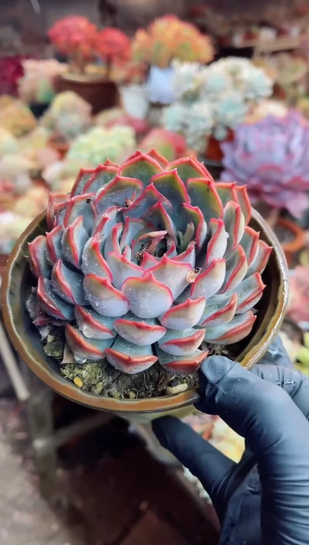 【闪购商品】10002