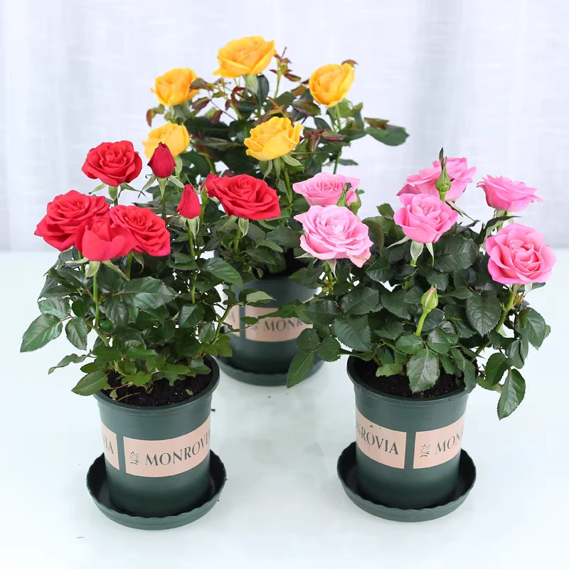 盆栽月季多头玫瑰盆栽发货办公室观赏绿植家庭美化绿植花卉鲜花