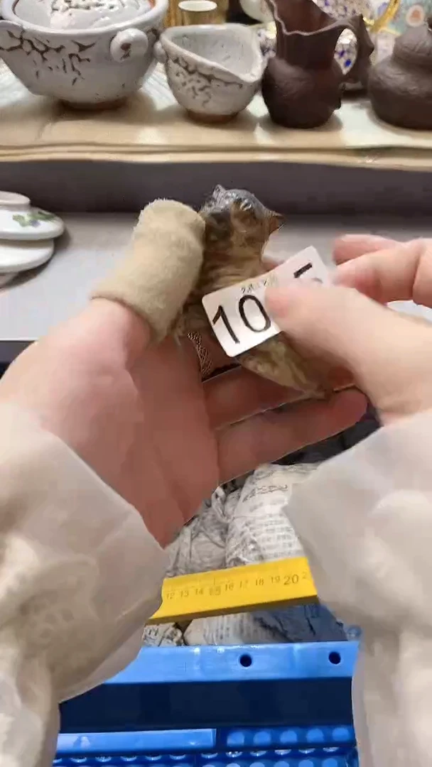 瓷片杏**手1015瓷片瓷片瓷片瓷片
