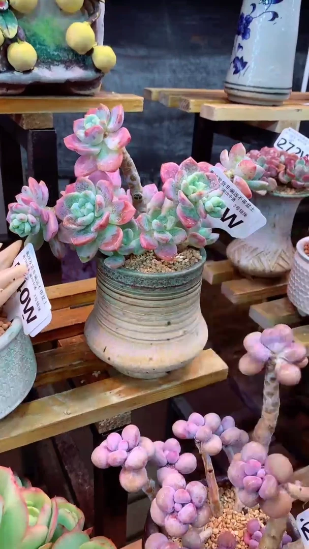 241W（一物一拍实付满28发货，默认不带盆土）