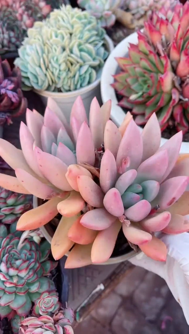 【闪购商品】11092